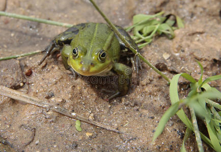 青蛙坐在沙子上