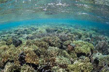 美丽的 栖息地 安培 生长 潜水 珊瑚 环境 海湾 边缘