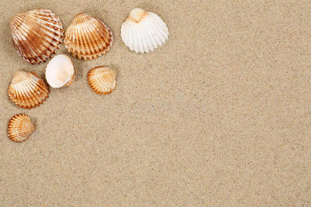 暑假的海滩场景有沙子贝壳和合作空间
