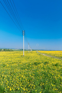 乡村公路。 草地上的黄色蒲公英蒲公英。