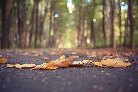 秋天 朦胧 季节 黎明 风景 森林 环境 落下 阳光 美丽的