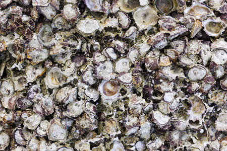 海鲜 海滩 夏天 食物 沿海 扇贝 咕哝 贝壳 海的 生物学
