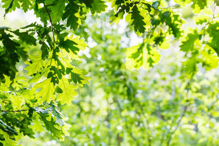 夏天阳光明媚的日子里，绿色的橡树叶子