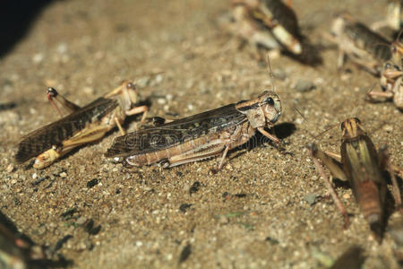 沙漠蝗虫保加利亚血吸虫。