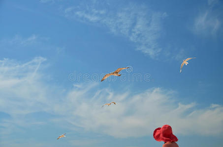 海鸥 美女 海景 帽子 生活 夏天 天空 阳光 旅行 放松