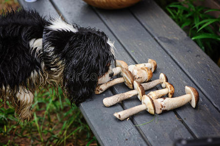 牛肝菌 秋天 气味 猎犬 篮子 食物 长凳 自然 国家 蘑菇