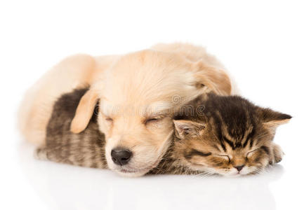金毛猎犬小狗和英国小猫睡觉。 孤立的