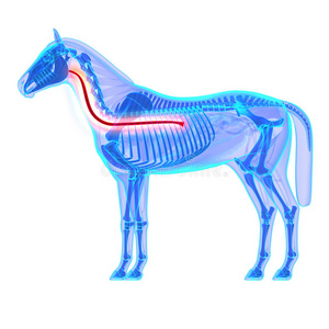 射线 插图 动物 动物学 骨架 颅骨 宠物 器官 解剖 兽医