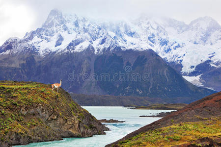 地区 喇嘛 颜色 地平线 骆驼 羊驼 自然 旅行 小山 美女