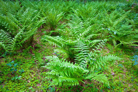 蕨类植物叶子