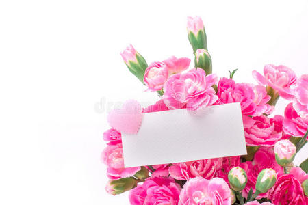 美丽的粉红色康乃馨花盛开在白色的背景上