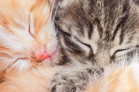 睡觉 爪子 方便 猫科动物 面对 休息 宠物 斑猫 哺乳动物