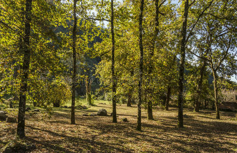 橡树 颜色 地板 树干 美丽的 植物 十月 生态学 植物区系