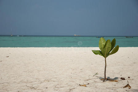 海滩上有小树和大海
