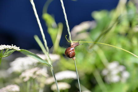 环境 蜗牛 昆虫 分支 特写镜头 野生动物 花园 动物 自然