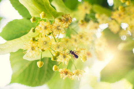 盛开的林登，石灰树盛开的蜜蜂