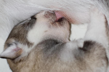 朋友 安慰 实验室 犬科动物 护士 毛皮 说谎 肖像 食物