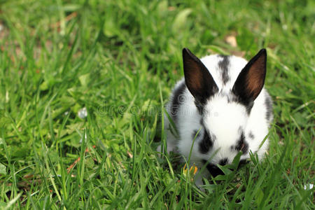草地上的黑白兔子