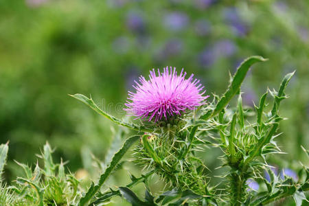 雌蕊 生物学 草本植物 牛奶 草药 医学 植物 植物区系