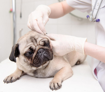 一只宠物狗在他的耳朵里接受兽医的检查