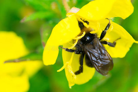 黄花背景上的蜜蜂