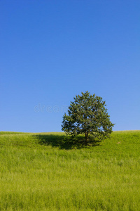 夏天 春天 自然 假期 风景 真正的 旅行 领域 天空 奥地利