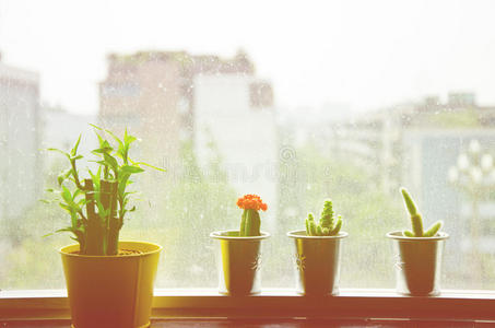 仙人掌和小植物靠近窗户，复古照片过滤复古