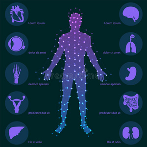 健康 肾脏 能量 器官 解剖 信息图表 男人 医院 插图