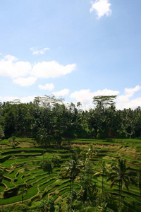 种植园 领域 山谷 美丽的 乌布 农业 稻田 巴厘岛 梯田