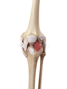 髌骨 身体 科学 韧带 股骨 插图 腓骨 生物学 肌腱 解剖
