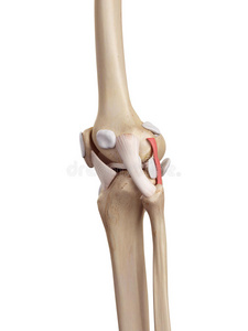 韧带 肌腱 解剖 胫骨 生物学 人类 身体 骨架 股骨 科学