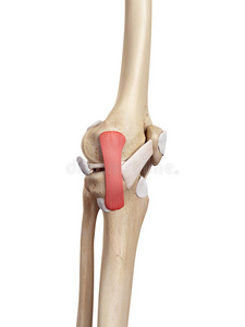 腓骨 韧带 插图 肌腱 生物学 骨架 股骨 身体 解剖 人类