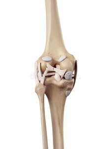 腓骨 骨架 胫骨 后面 股骨 插图 生物学 肌腱 解剖 韧带