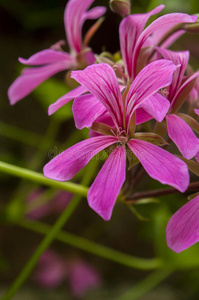 粉红色的花