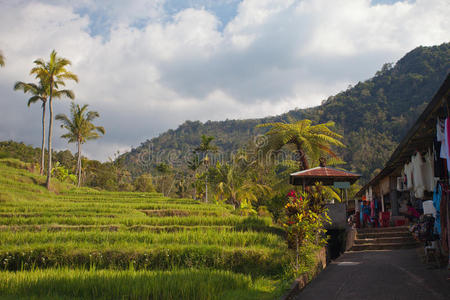 古老的 食物 大米 外部 环境 印度尼西亚 风景 粮食 农场