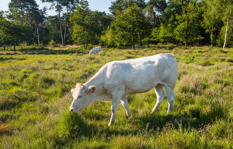 农业 荷兰语 低的 自然 乡村 动物 奶牛 哺乳动物 放牧