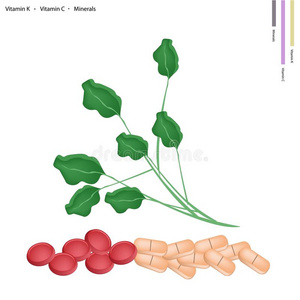 含维生素k和c的绿色豆瓣菜