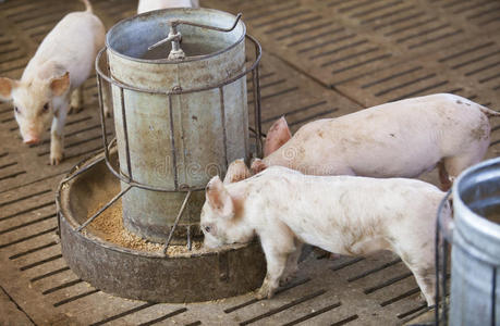 自然 牛奶 动物 农事 出生 可爱极了 小猪 宝贝 农民