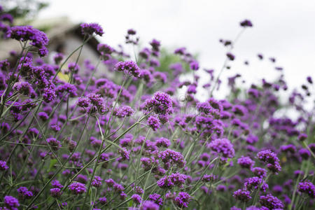 紫色 香水 草本植物 草药 芬芳 山猫 芳香疗法 花园 薰衣草