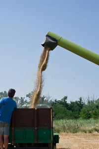小麦 食物 收获 黑麦 夏天 行业 拖拉机 国家 结合 收割机
