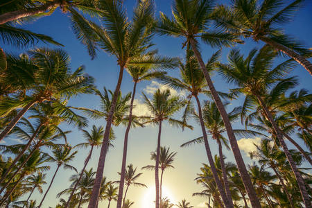椰子树透视图