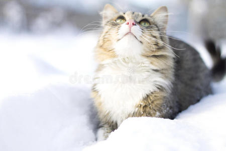 毛茸茸的猫在雪地上行走