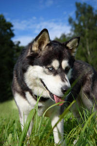 肖像 犬科动物 繁殖 自然 草地 动物 毛皮 朋友 哺乳动物