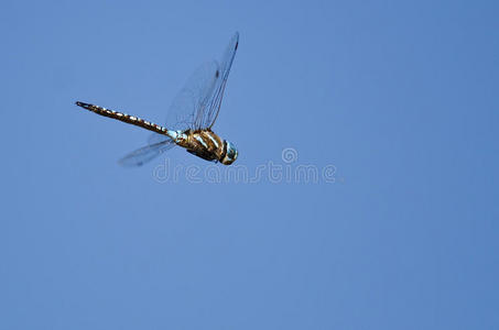 蜻蜓在蓝天的翅膀上狩猎