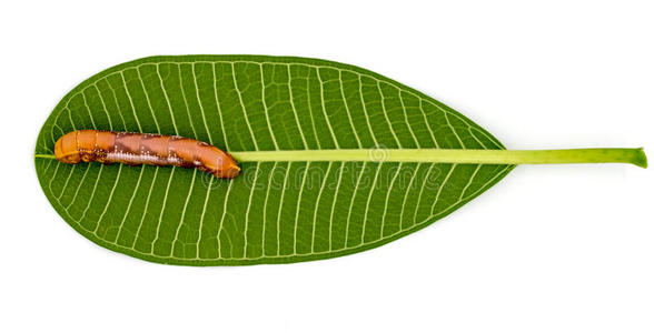 绿叶白色背景上的棕色蠕虫。