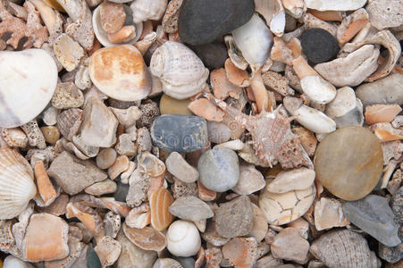 贝壳和石头的背景。
