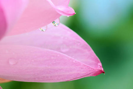 液滴和花瓣