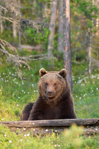 棕熊坐姿
