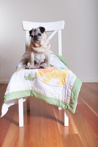 哈巴狗 成熟 繁殖 地板 椅子 宠物 在室内 动物 离开