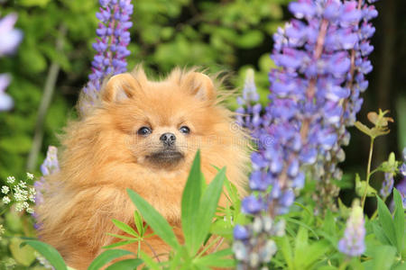 可爱的 有趣的 动物 犬科动物 纯种 可爱极了 哺乳动物